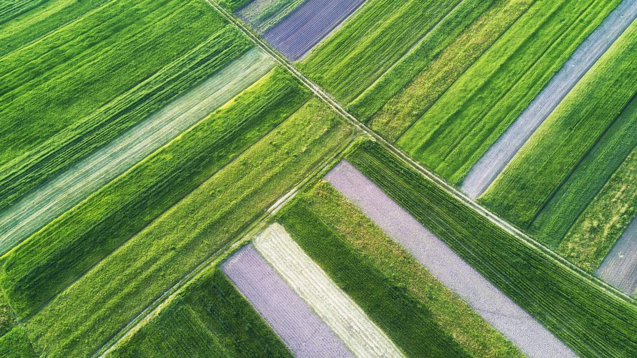 Organic Crop Rotation Tips