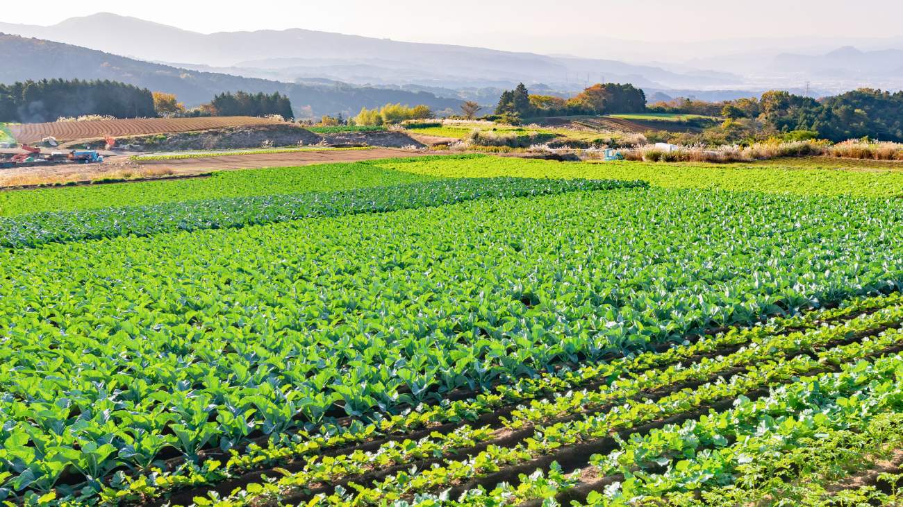 Organic Farming Success Tips