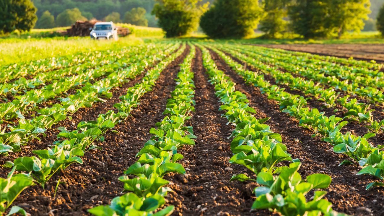 Boosting Yields Organically