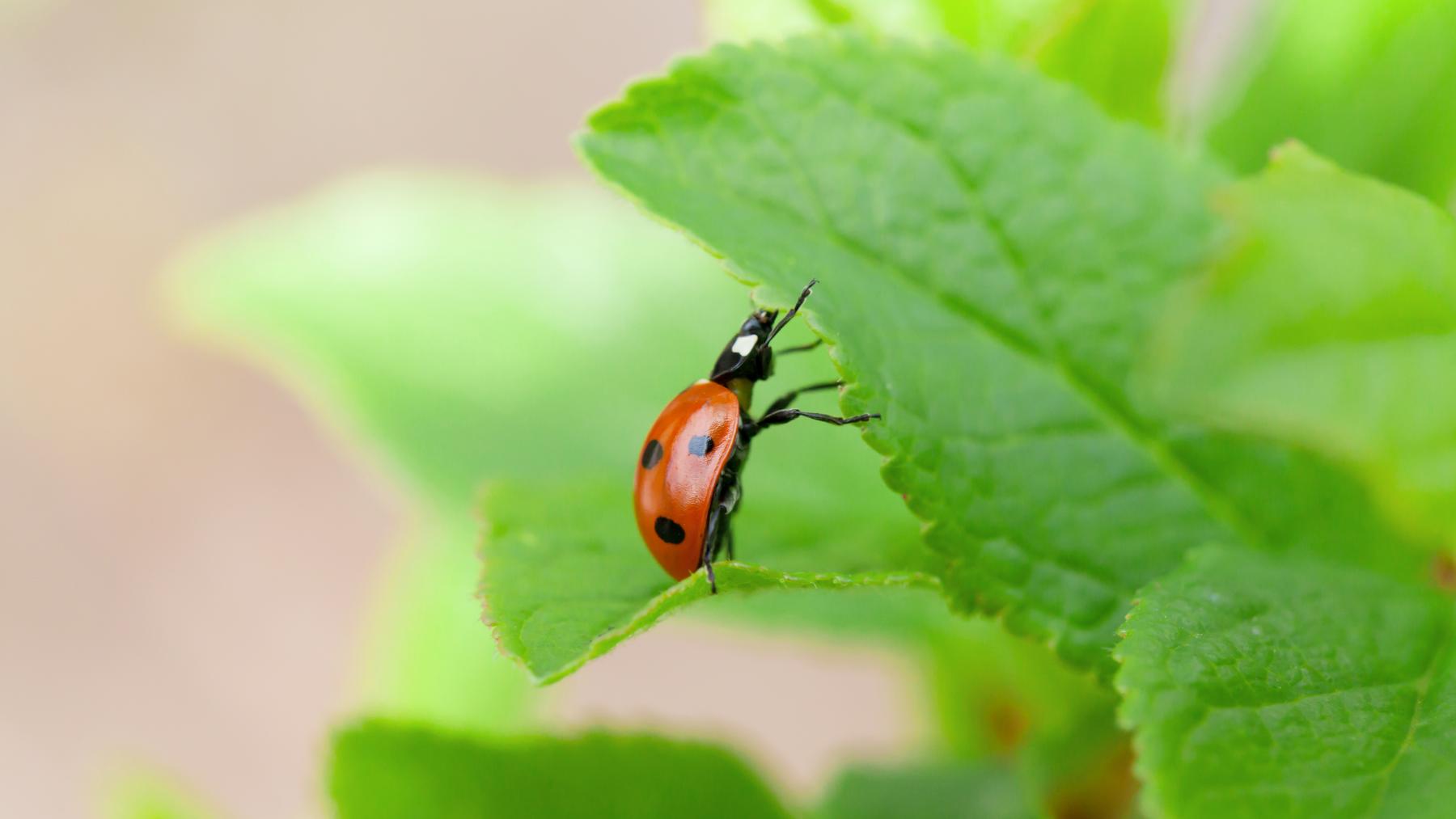 Natural Pest Control Strategies