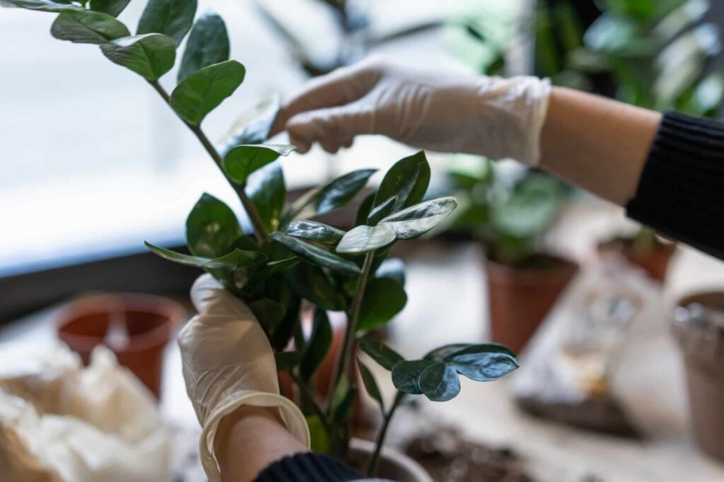 Essential Plant Care Tips For Beginners Today