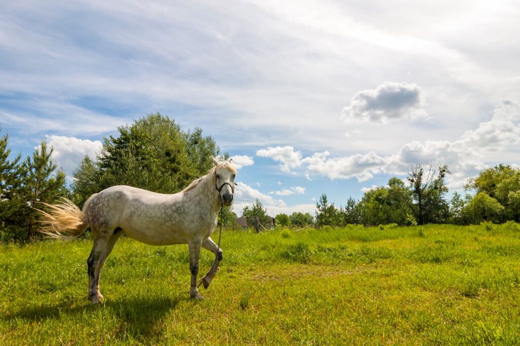 Newborn Foal Care for Beginners