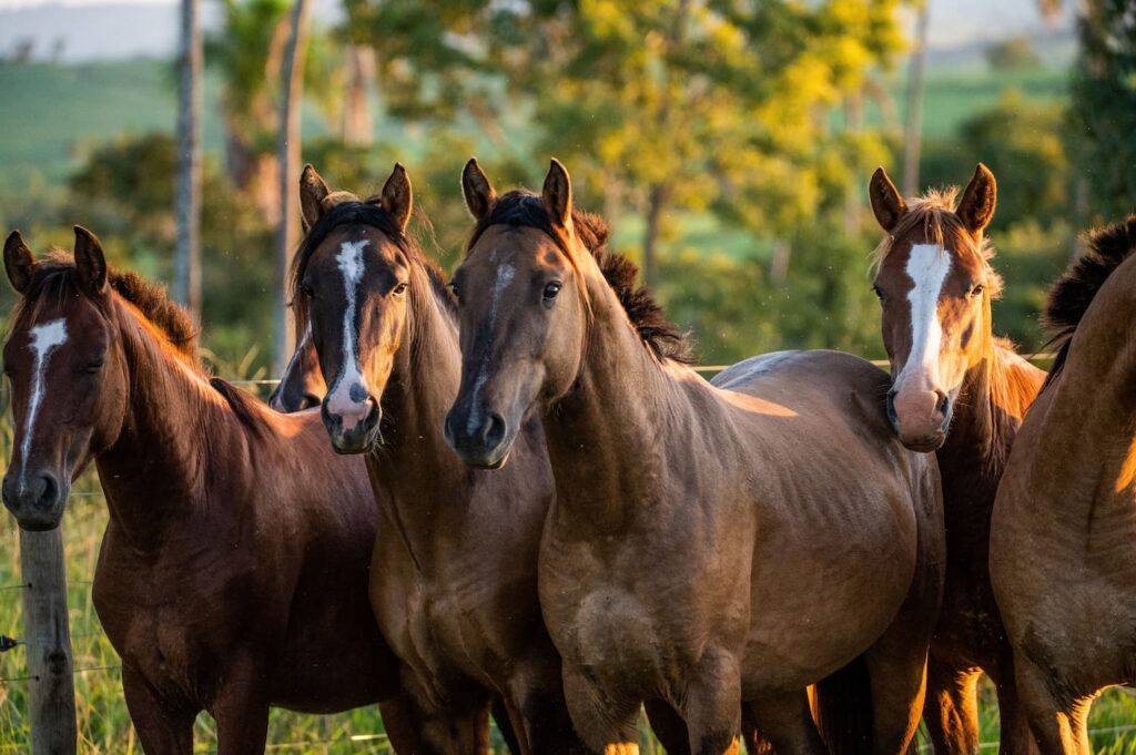 Science Meets Tradition in Breeding