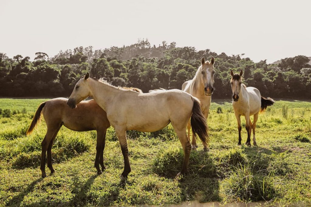Horse Breeding Trends to Watch