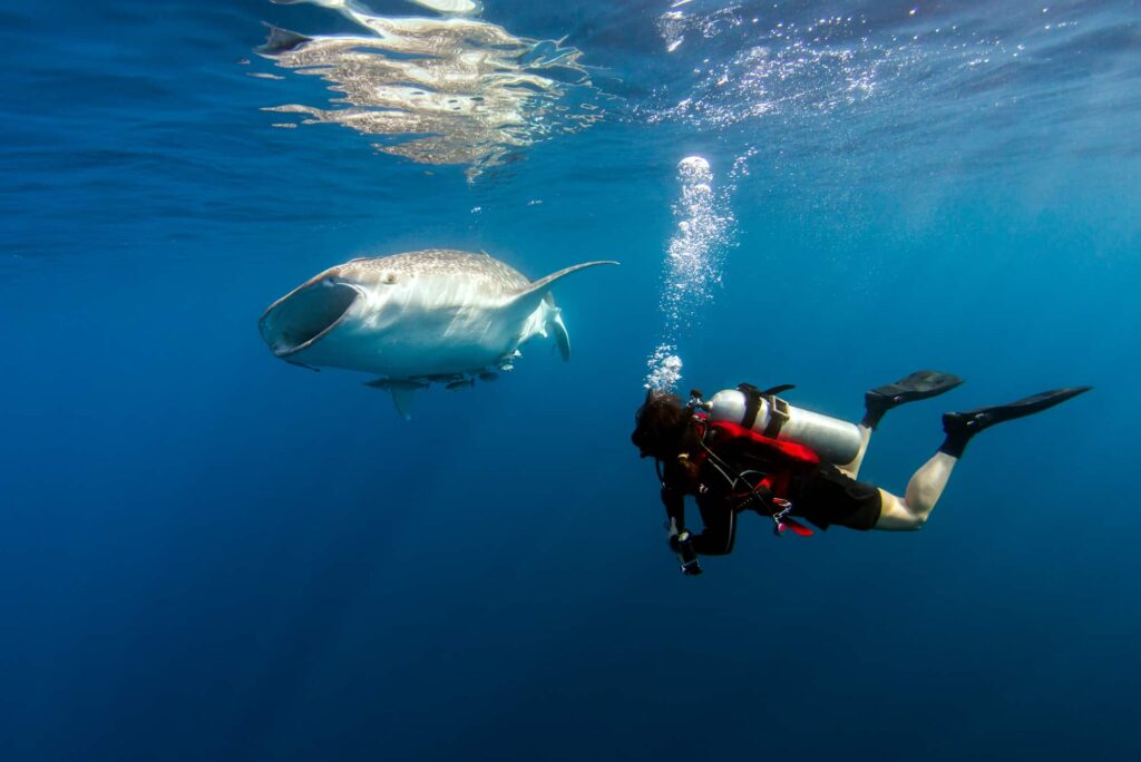 How to Choose Your Perfect Diving Destination