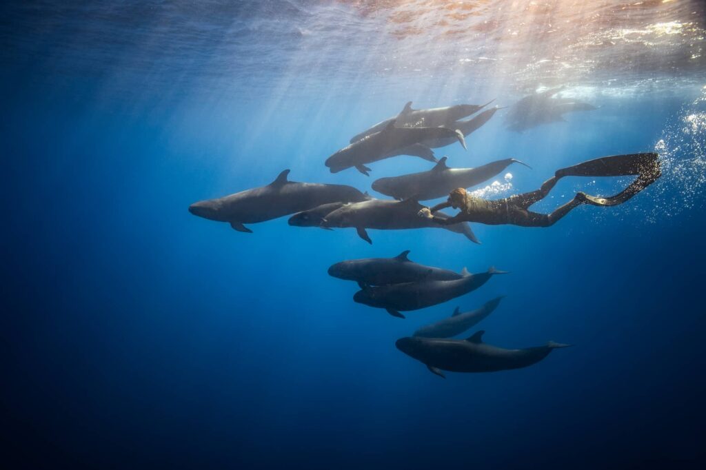 What Every Beginner Should Know Before Diving
