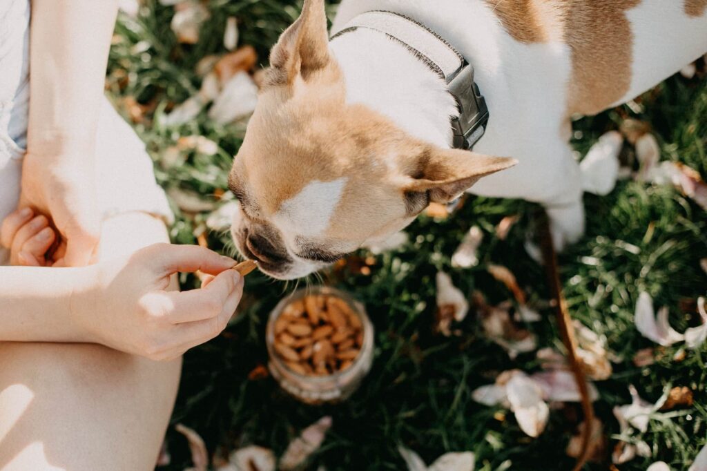 Best Healthy Snacks for Your Dog or Cat