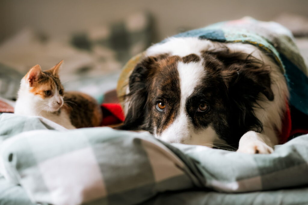 Common Pet Health Problems and How to Prevent Them