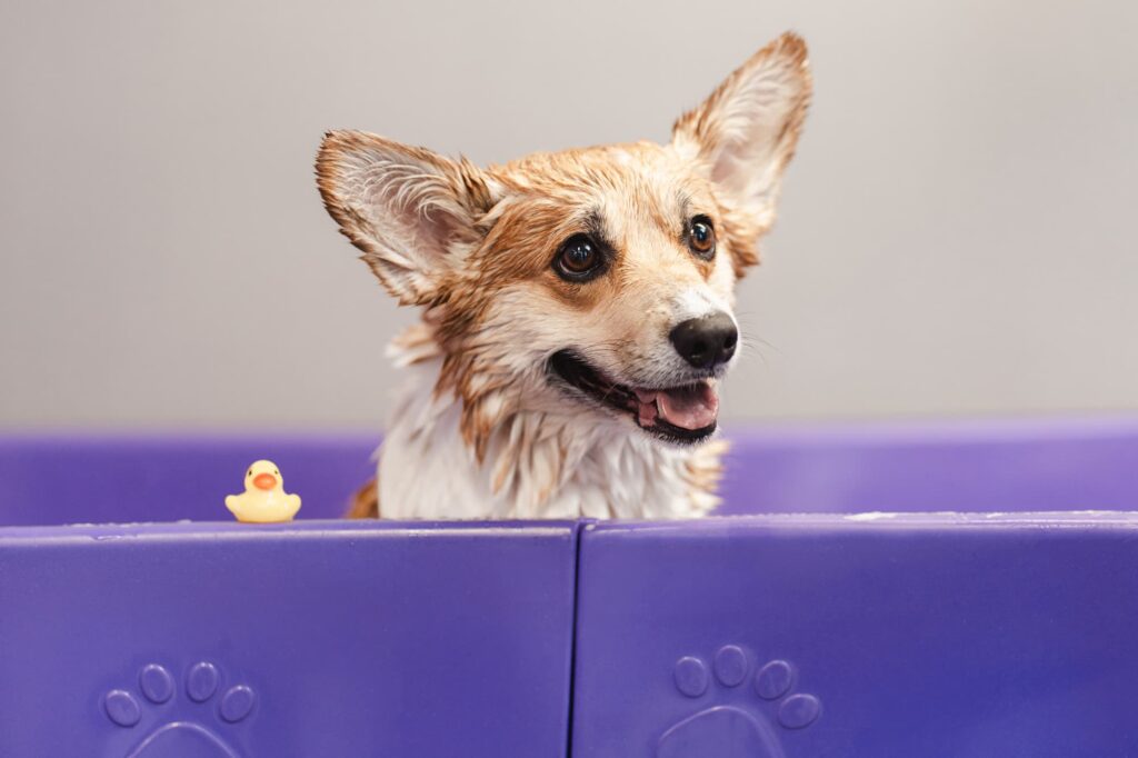 Signs Your Pet Will Enjoy Daycare Services