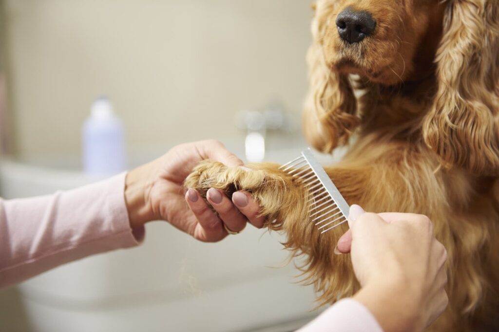 Simple Grooming Tips to Keep Your Pet Clean