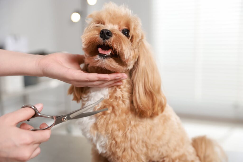 Why Regular Grooming Is Important for Pet Health