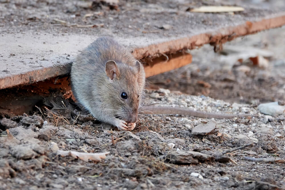 Rodent-Proofing Tips for Homes and Storage Areas