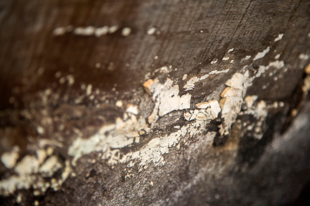 How to Identify Early Signs of Termite Infestation at Home