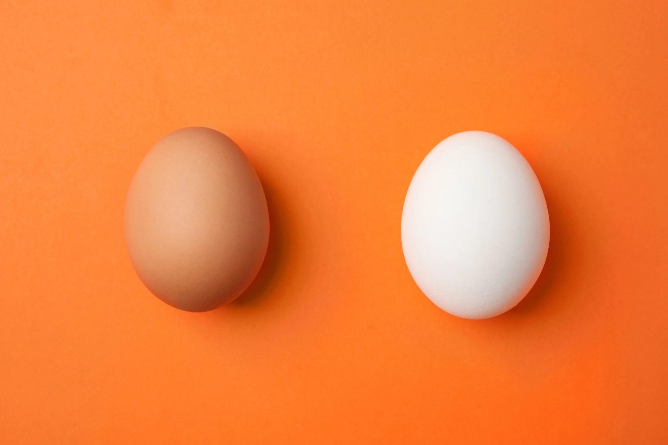 Heritage Breeds vs. Commercial Lines: A Performance Review