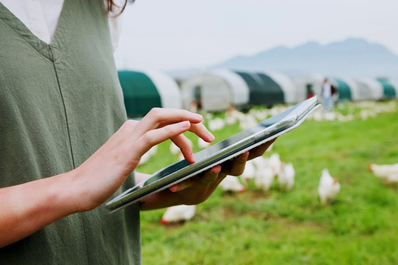 Understanding The True Organic Poultry Certifications