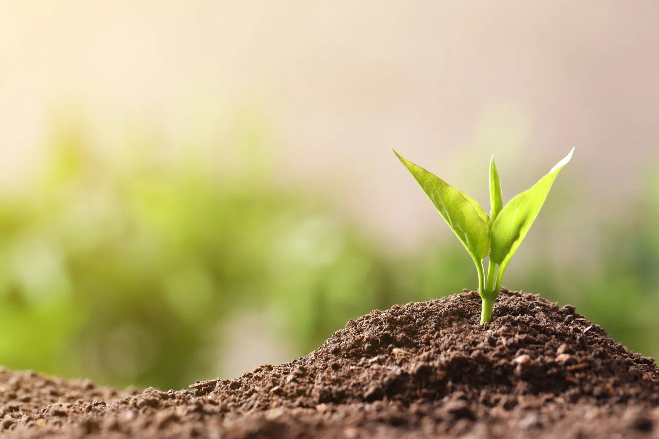 Converting Agriculture Waste into Organic Bio-Fertilizer