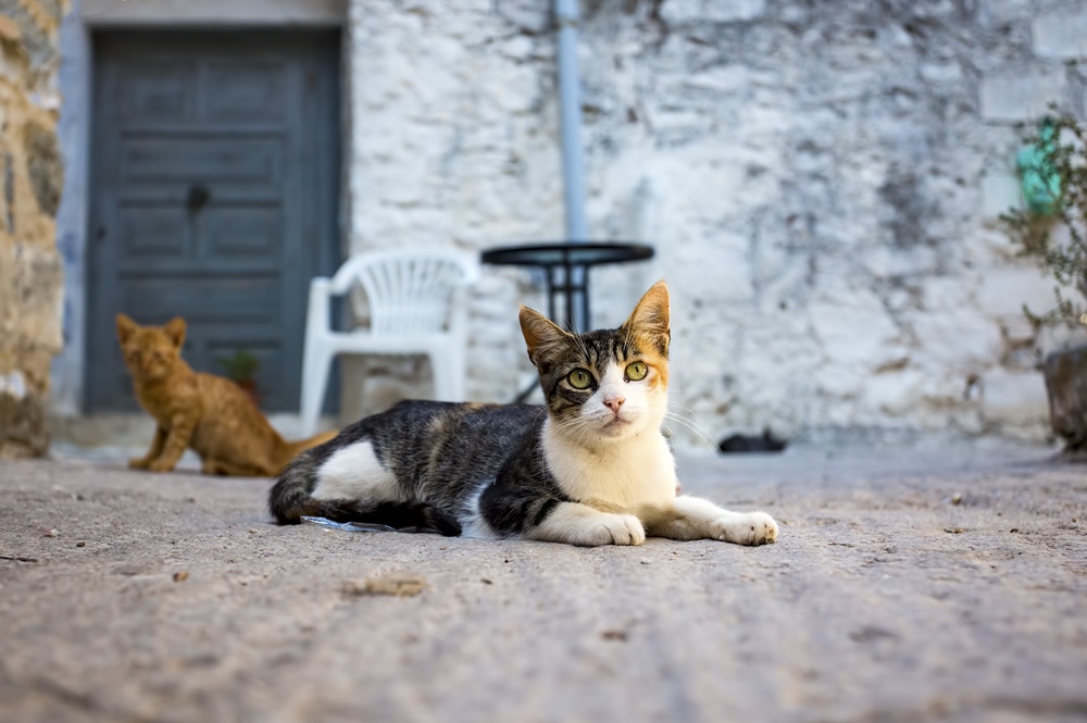 Helping Pets Adjust Quickly Home