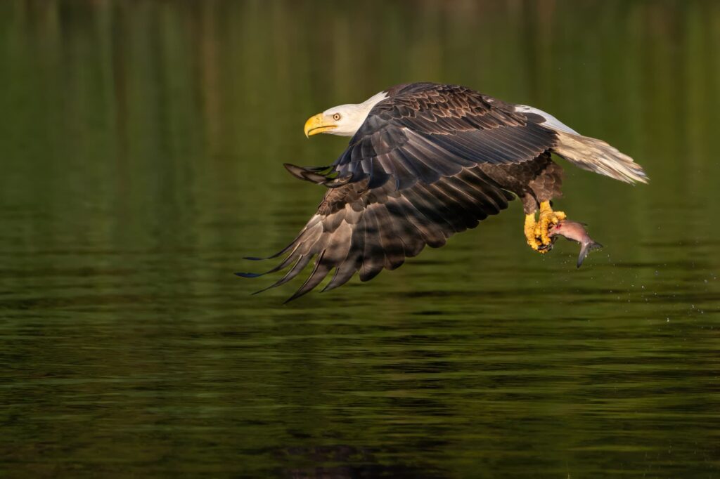 Fast Action Wildlife Photography Techniques