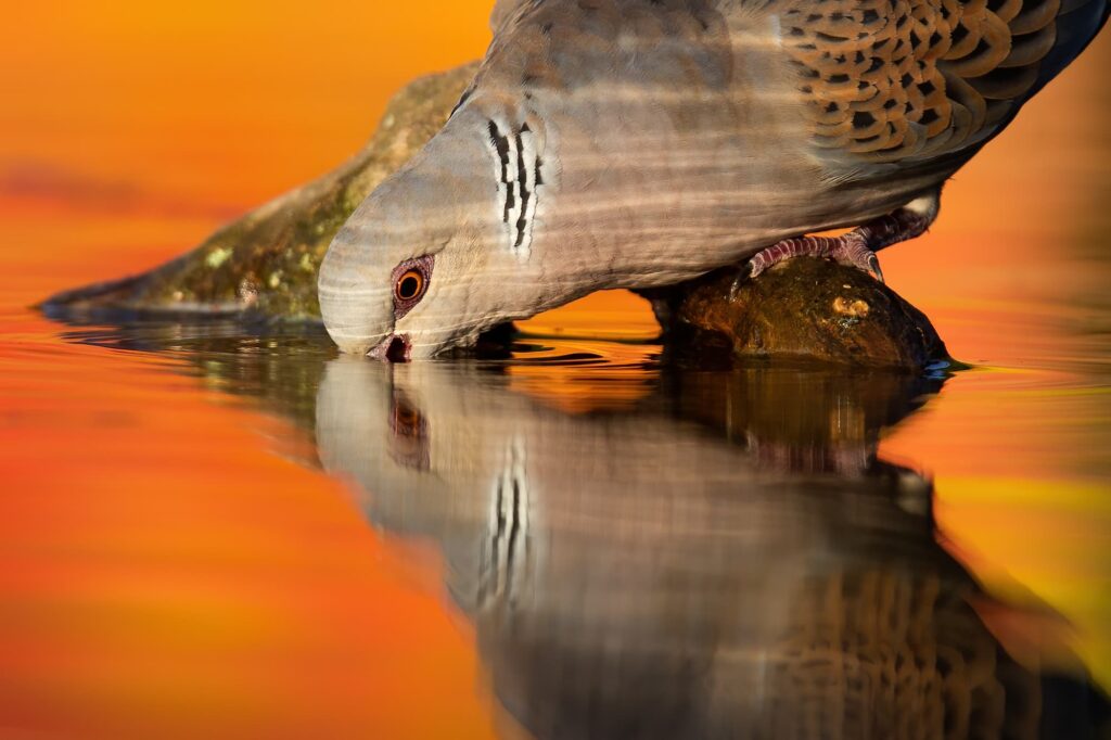 Mastering Close-Range Wildlife Animal Shots