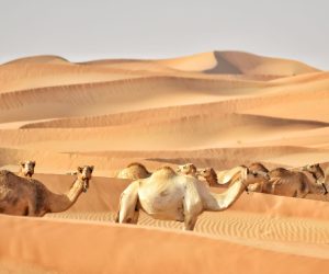 camels-in-the-united-arab-emirates-with-tracking-d-2026-03-20-00-45-04-utc